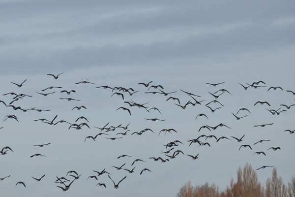 Natuur in de war