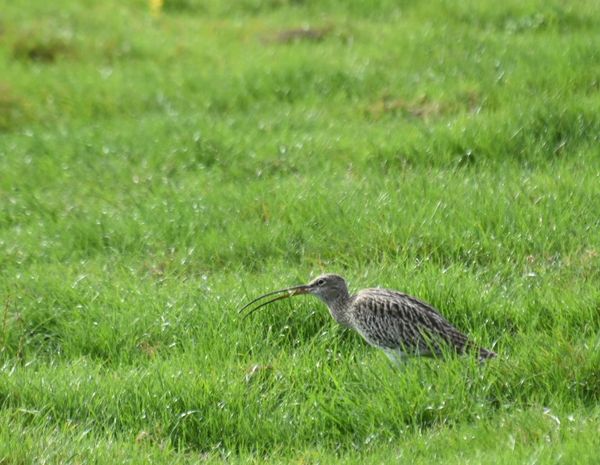 Watervogels