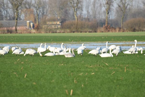 Kleine zwaan