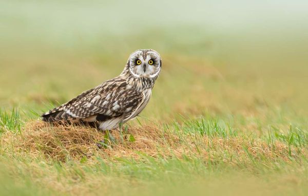 Velduil in de polder