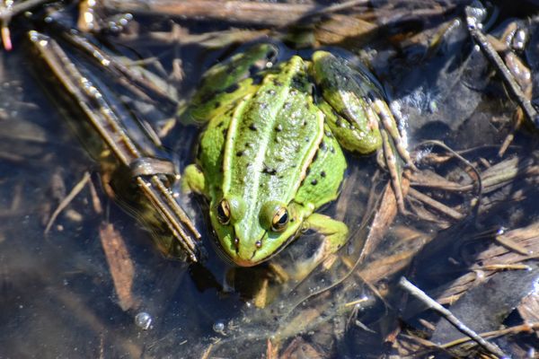 Groene kikkers