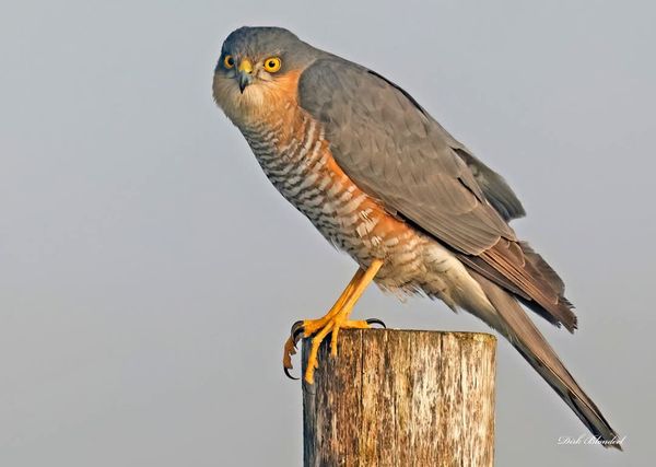 Stekker