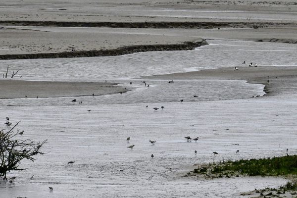 Steltlopers in het Zwin