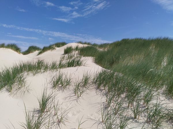 Duinen in het Zwin