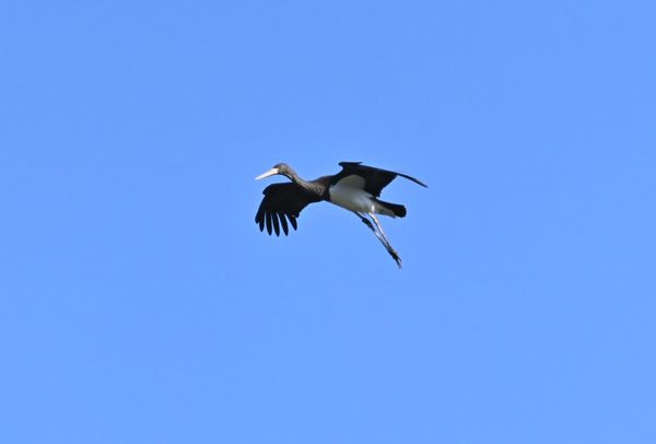 Zwarte ooievaar
