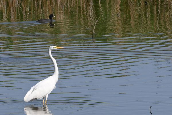 Grote zilverreiger