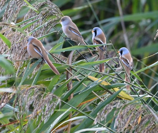 Baardmannetje