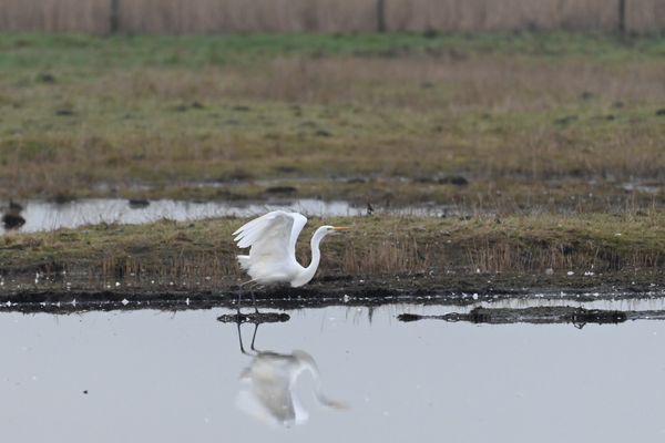 De Grote zilverreiger