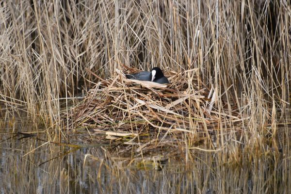 Vogels leggen eieren