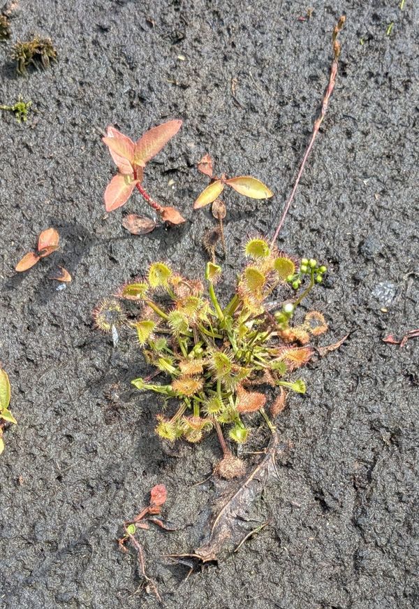 Vleesetende plant
