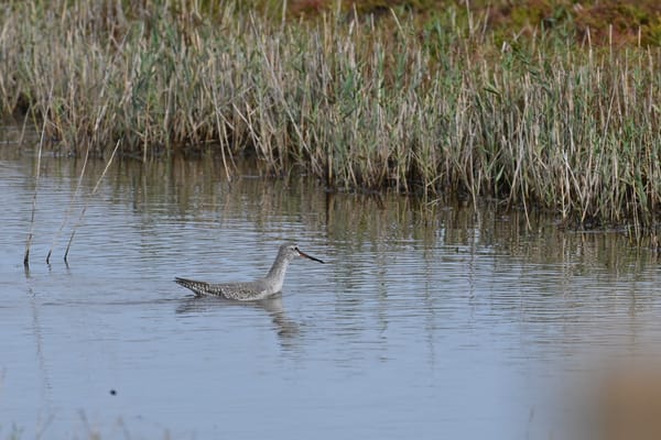 Zwarte ruiter